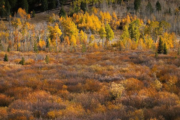 Jones, Adam 아티스트의 Autumn view of willows and aspen groves-Grand Teton National Park-Wyoming작품입니다.